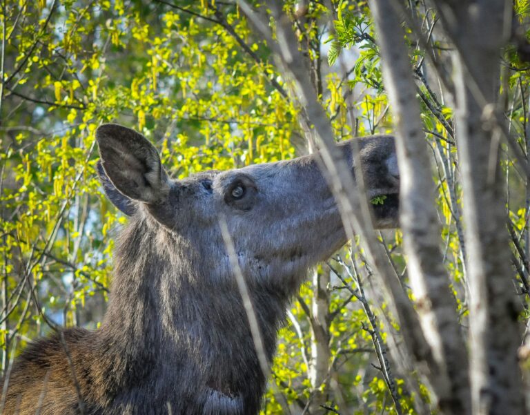 Moose-norway